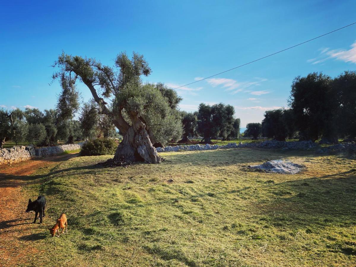 La Guendalina Masseria E Casa Particular Bed & Breakfast Monopoli Luaran gambar