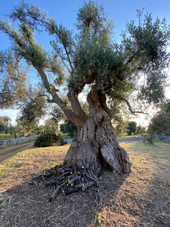 La Guendalina Masseria E Casa Particular Bed & Breakfast Monopoli Luaran gambar